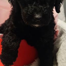 Abby - Parti female Goldendoodle puppy in Kansas City, Missouri from Poppy's Doodles