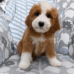 Heart - Red  female Goldendoodle puppy in Clinton, Utah from Golden Law Kennels