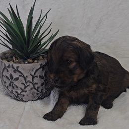 Aussiedoodle Puppies from B's Aussiedoodles