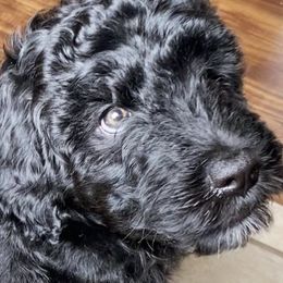 Australian Labradoodle, Goldendoodle, and Poodle Puppies from Aloha Doodles & Poodles