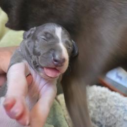 Italian Greyhound Puppies from Fisher Link