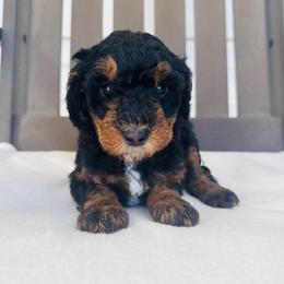 Bandit - Black male Goldendoodle puppy in Auburn, Indiana from Martin’s Doodles