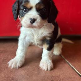 Willow - Tri-color female Cavalier King Charles Spaniel puppy in Broken Arrow, Oklahoma from Cavalier King Charles Heartland