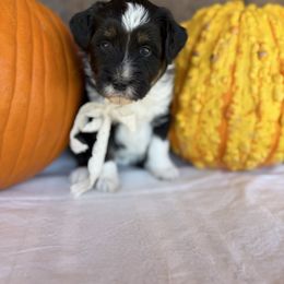 Acorn - Black tri-color female Aussiedoodle puppy in Eastland, Texas from H5 Mini Doodles