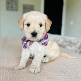 Woody - Cream male Goldendoodle puppy in Sterling, Illinois from Charley's Goldendoodles