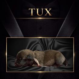 Tux - Fawn sable male Belgian Malinois puppy in Chino, California from BlueStone K9