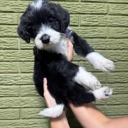 Amethyst - Black and white female Bernedoodle puppy in Carmichaels, Pennsylvania from JensenBelle Doodles