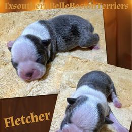 Fletcher - Blue male Boston Terrier puppy in Brazos Point, Texas from TX Southern Belle Boston Terriers