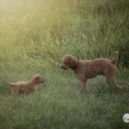 Auggie - Poodle
