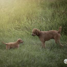 Auggie - Poodle