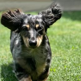 Mia - Dachshund