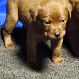 Labrador Retriever puppies from Whiteduck Mountain Kennel AKC Australian Cattle Dogs and AKC Fox Red Labrador Retrievers