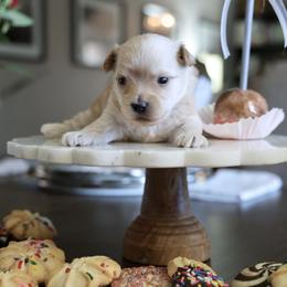 Biscotti 'Scottie' - Gold male Morkie puppy in Tucson, Arizona from Sun-Kissed Morkies