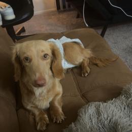 Molly - Dachshund