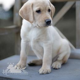 Labrador Retriever Puppies from UC Labradors
