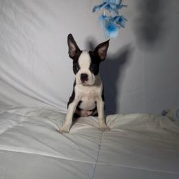 Denni - Black brindle and white male Boston Terrier puppy in London, Kentucky from Puppy Love
