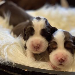English Springer Spaniel Puppies from Cedarhaven Springers
