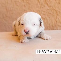 Aussiedoodle and Goldendoodle Puppies from Ever After Doodles Arizona