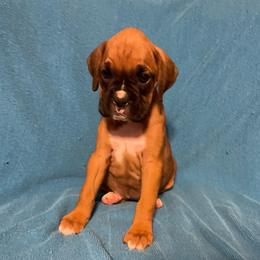 Leeann Rimes - Fawn female Boxer puppy in Willard, North Carolina from Boone’s Boxers of North Carolina