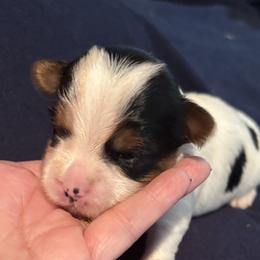 Max - Parti male Yorkshire Terrier puppy in Wagoner, Oklahoma from Rosenthal Yorkies