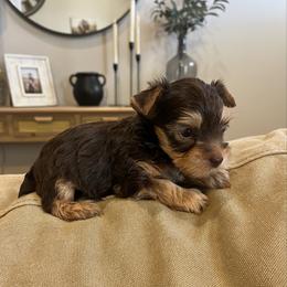 CKC Cupid - Chocolate and tan male Yorkshire Terrier puppy in Calhoun, Georgia from Peach State Yorkies