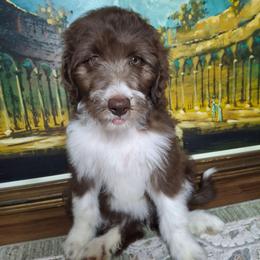 Seraphina - Brown and white female Aussiedoodle puppy in Grand Saline, Texas from Aussies Acre