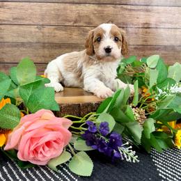 Twain - Blenheim male Cavapoo puppy in Beresford, South Dakota from DAKOTA DOOD RANCH
