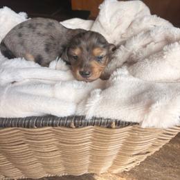 Monica - Dapple female Dachshund puppy in Broomfield, Colorado from Jessi’s Longdog Lounge