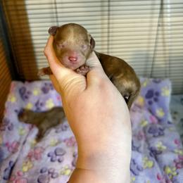 Boy 1 - Red - Red  male Poodle puppy in Morehead, Kentucky from Paw Perfect Pets