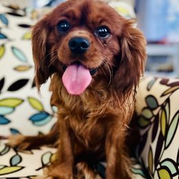 Kevin - Cavalier King Charles Spaniel