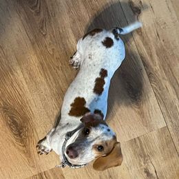 Lucy - Dachshund