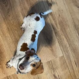 Lucy - Dachshund