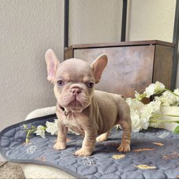 Honey (red collar) - Tricolors female French Bulldog puppy in Colorado Springs, Colorado from Sun Mountain Frenchies