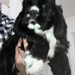 "Spats" Cocker Spaniel Puppies from Della Luna Cocker Spaniels Puppies