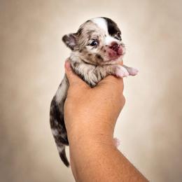 Truffles- AKC - Merle male Chihuahua puppy in Bulls Gap, Tennessee from Smokey Mountain Chihuahuas