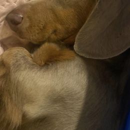 Dachshunds from Darling Dachshund Crew