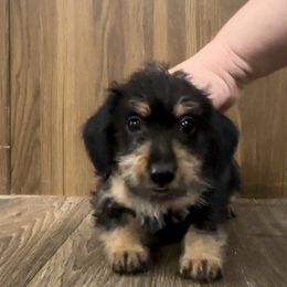 Dachshund Puppies from Bayou Dog Den