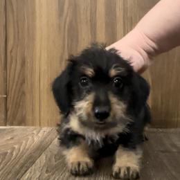 Dachshund Puppies from Bayou Dog Den