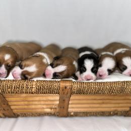 Pembroke Welsh Corgi Puppies from Kern River Corgis