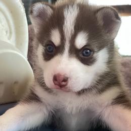 Harper - Red and white female Pomsky puppy in Diamond Lake, Washington from Husky Haven WA
