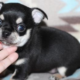 Coal 2,500 - Black and tan male Chihuahua puppy in Cache, Oklahoma from Charming Lil Chihuahuas