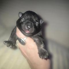 Sapphire - Gray silver and black female Keeshond puppy in Logan, Ohio from Hocking Hills Keeshonds