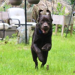Labrador Retriever Puppies from Rose Gold Retrievers
