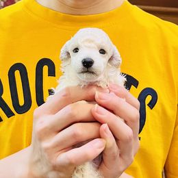 Poodle Puppies from Heritage Toy Poodles