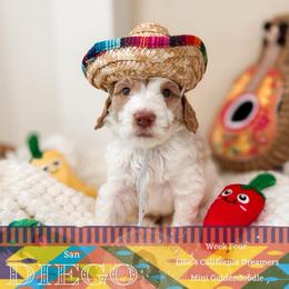 Diego - Parti male Goldendoodle puppy in California City, California from Summer Sun Doodles