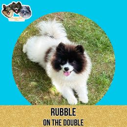AKC Rubble - Pomeranian