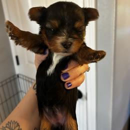 North Star - Black and tan female Yorkshire Terrier puppy in Coeur D Alene, Idaho from Cozy Coeur Yorkies
