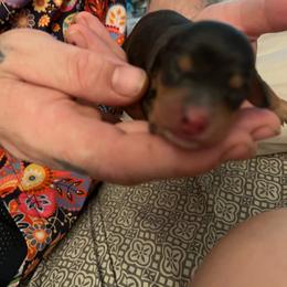 Boy 3 - Gray (blue) and tan male Dachshund puppy in Bakersfield, California from Dingle’s Dog House