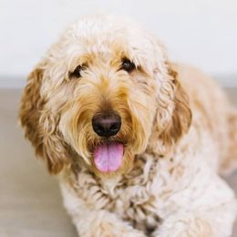 Rosie - Goldendoodle