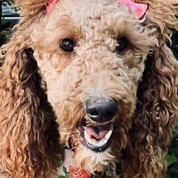 Goldendoodles and Poodles from Oodles of Doodles, NC